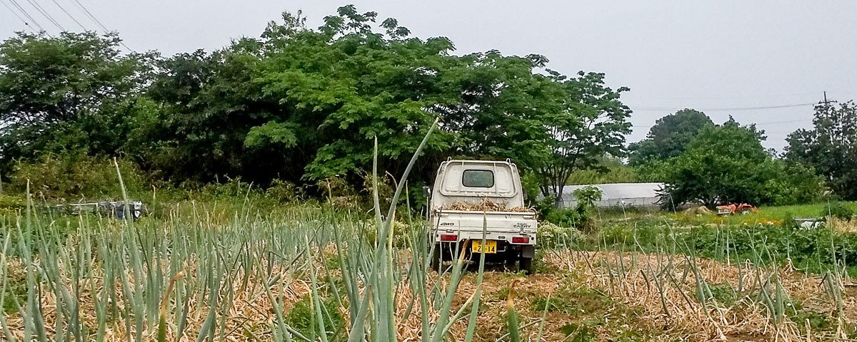 Récolte des oignons dans le jardin du centre
