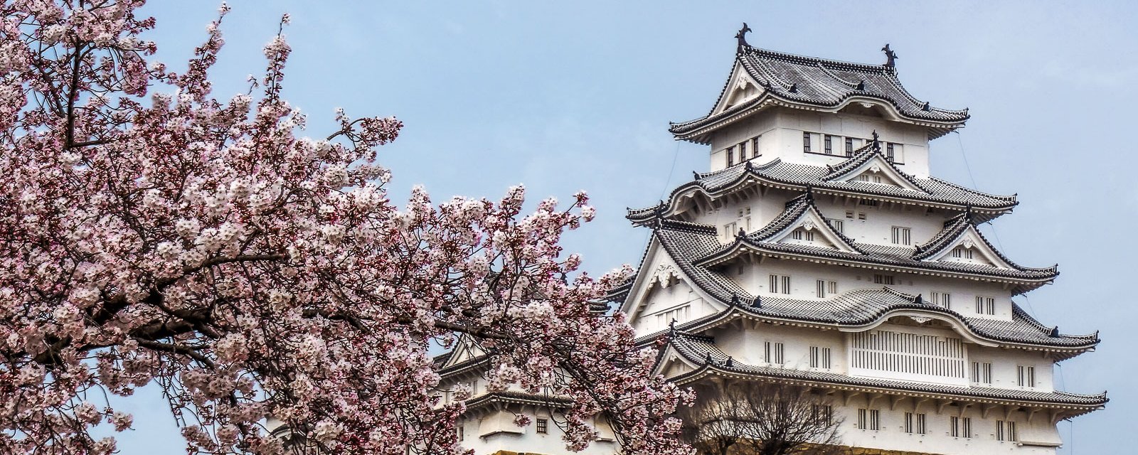 Château de Himeji avec les sakura